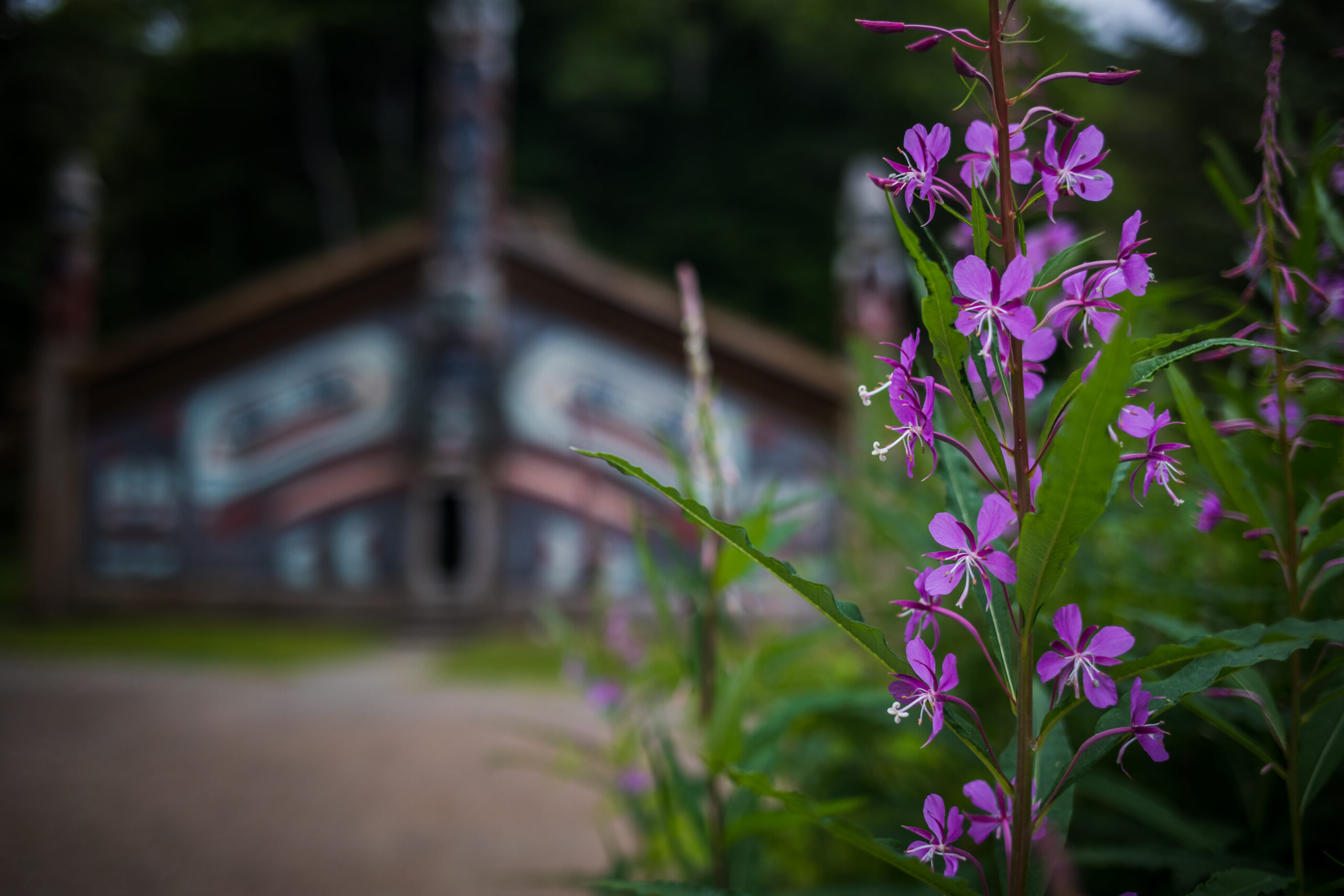 Purple flowers in front of a building with a totem pole.