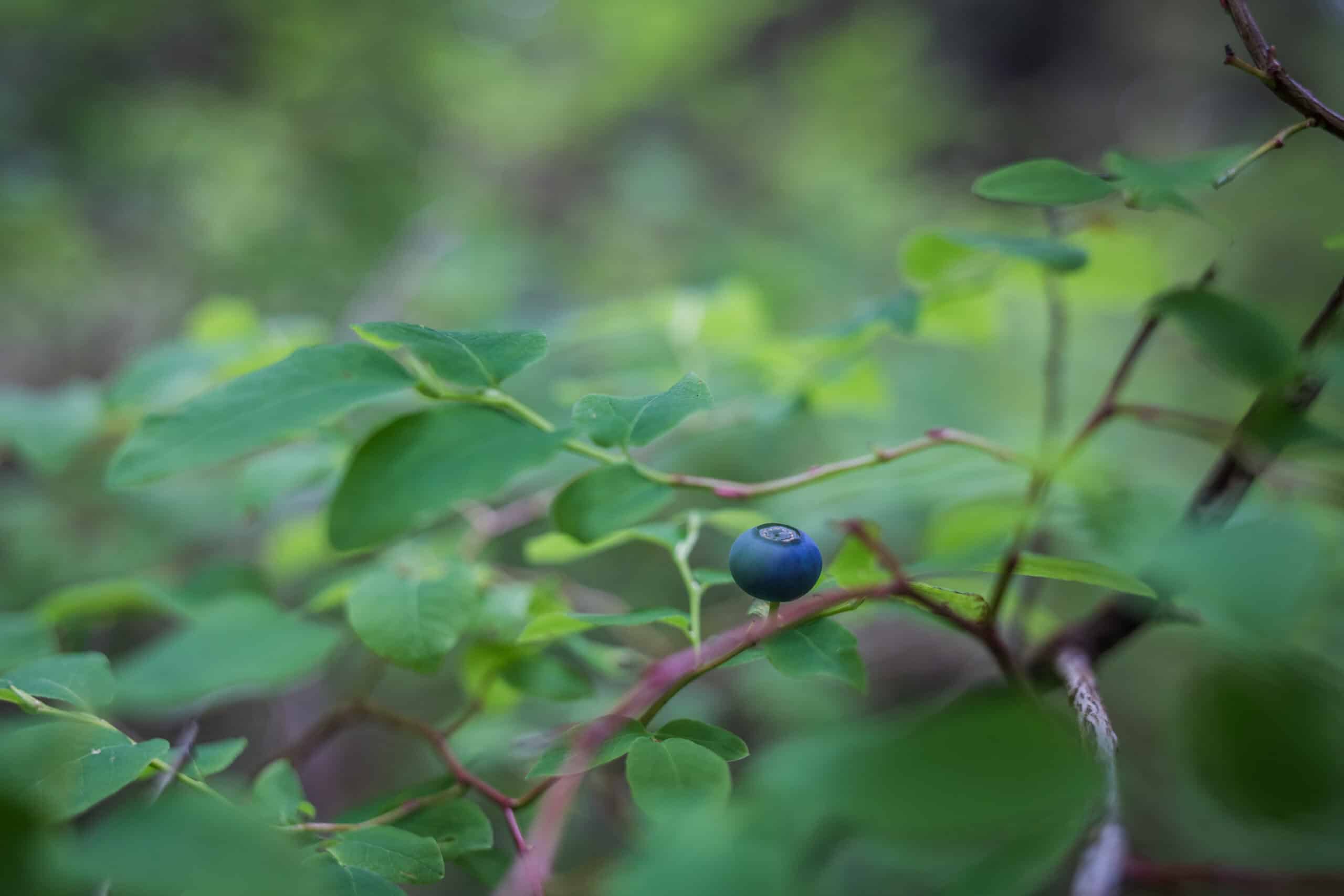 A blueberry on a branch in the woods.