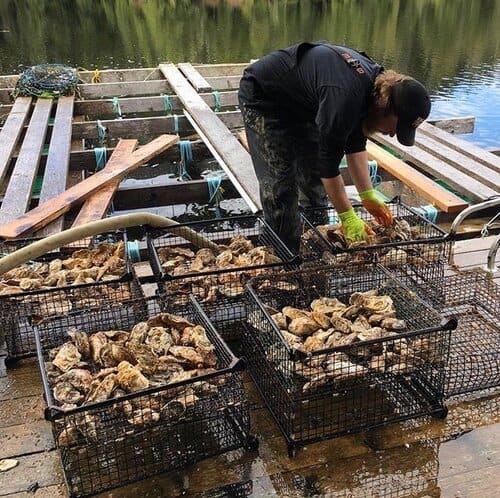 Shellfish in crates.